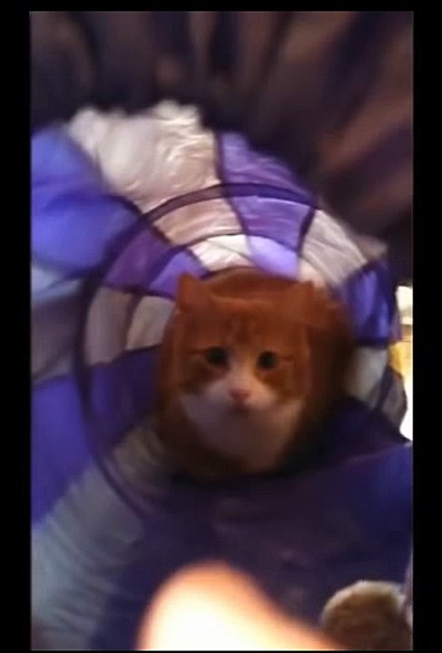 Кошки