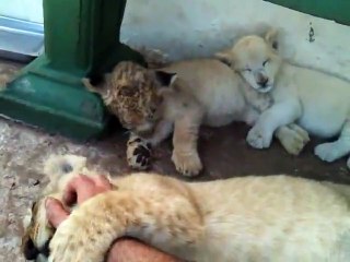 Aslan Yavrusu Nasıl Uyutulur