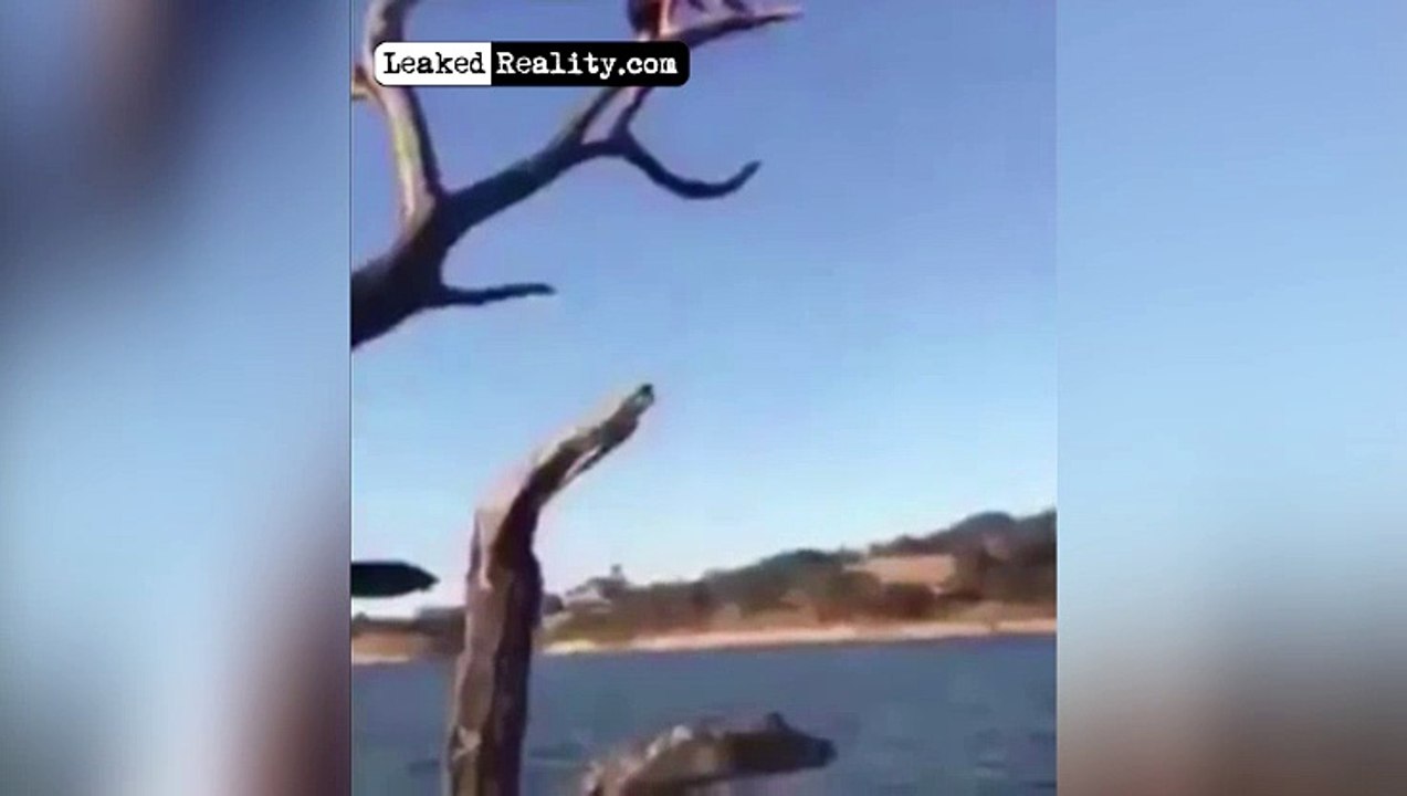 HILARIOUS. Not one branch can stop him