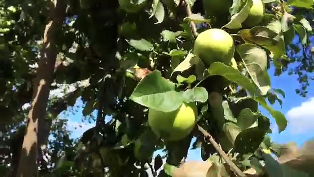 сухофрукты приготовление дома