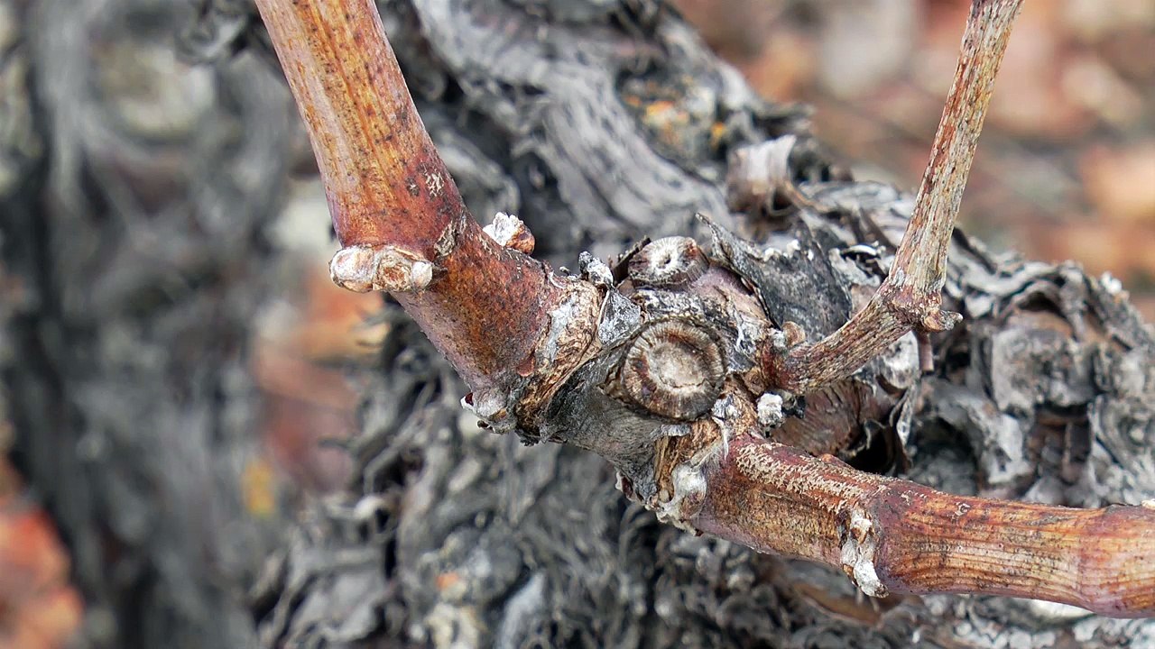 PAD TAILLE VIGNES REMOLLON 12 01 2017