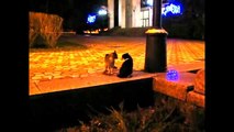 Коты дерутся видео прикол про кошек. Cats fight funny video