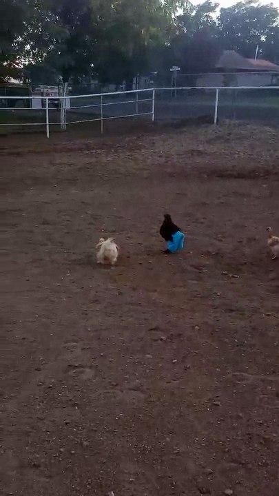 Gallina coi Jeans...