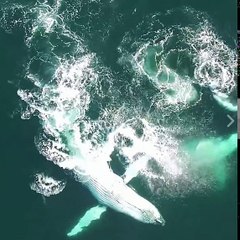 Baleines en liberté ! Magnifique !