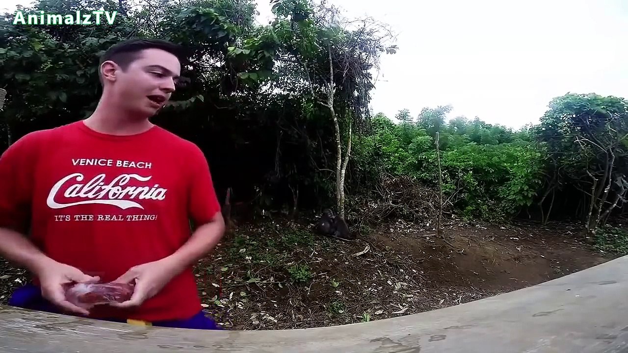 Funny_Monkeys_Stealing_Things_Compilation_2017