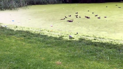 Duck, duck, goose. Digby learns about grass