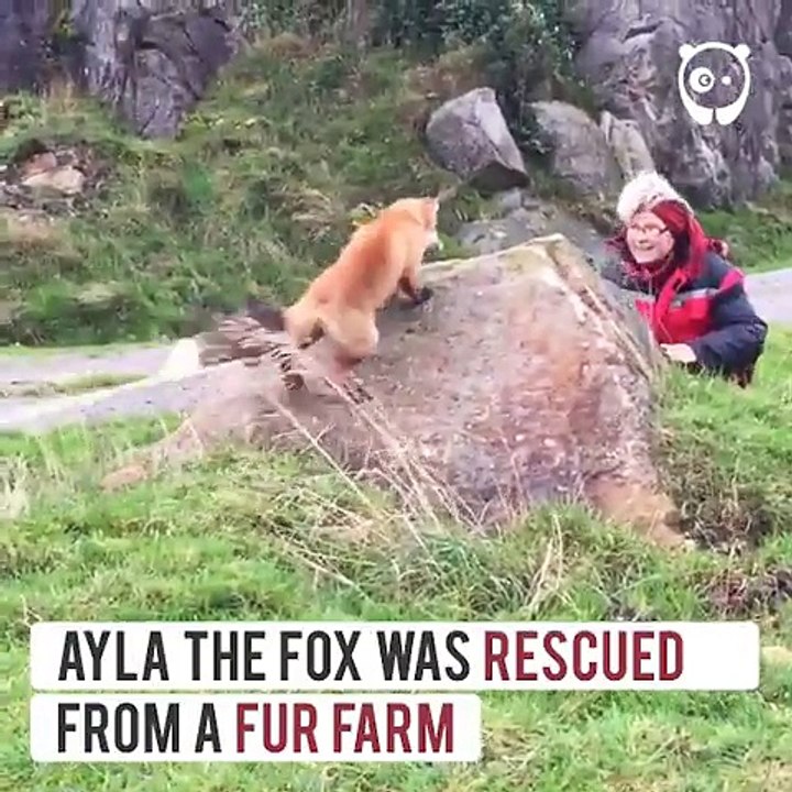 Ayla Tilkiyi, bir kürk çiftliğinden kurtarıldı