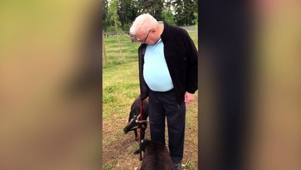 Adorable little goat fights man with cane