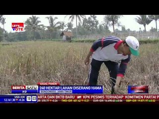Wereng Serang Ratusan Ha Sawah di Bondowoso