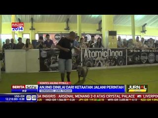 Anjing Pitbull pun Patuh Sama Manusia