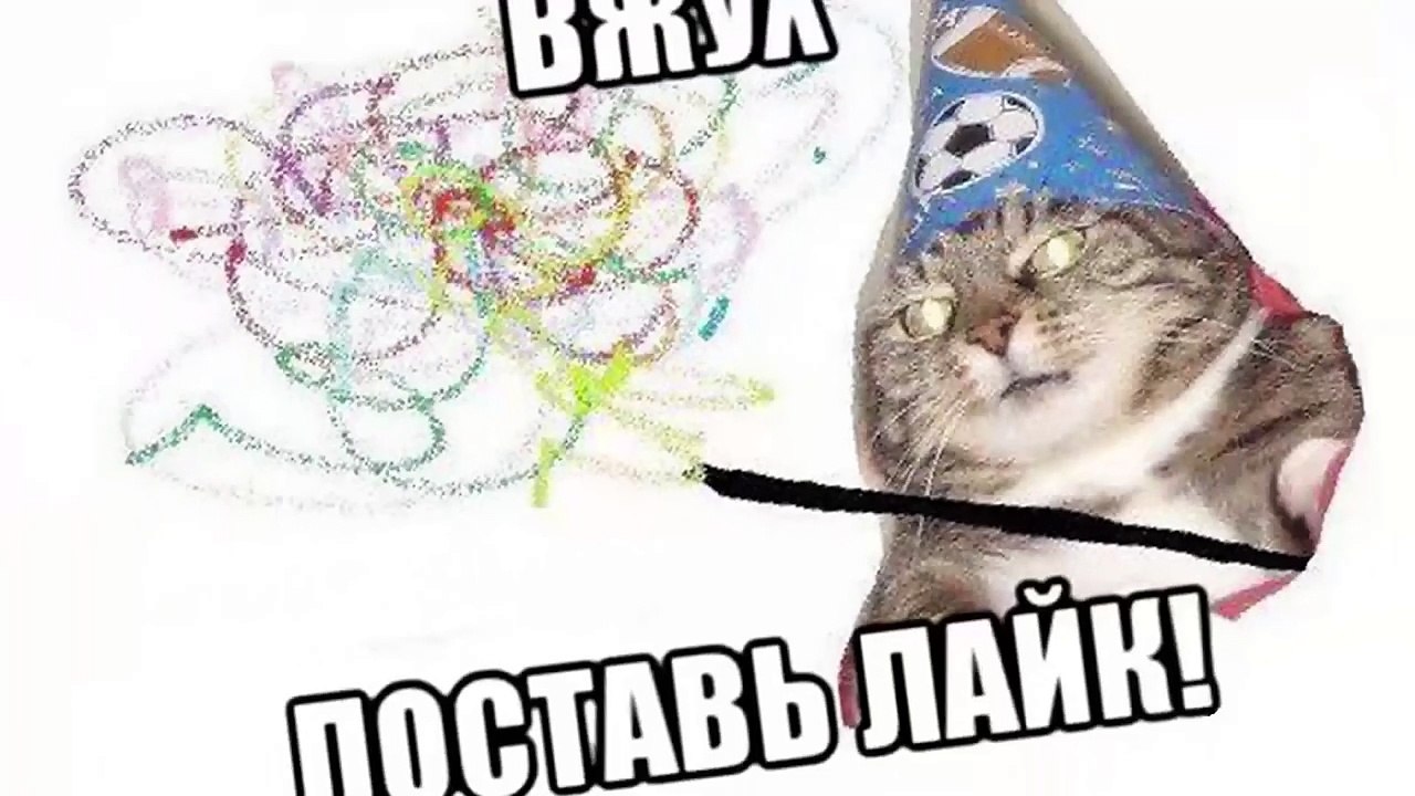 Приколы с котами и кошками | Приколы с животными. Приколы лучшие приколы 2017