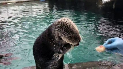 Les animaux du zoo de Portland découvrent la neige