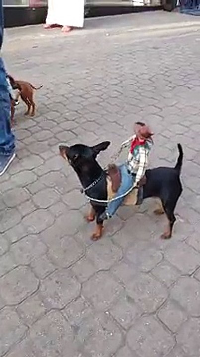 best seo training course best seo courses best seo