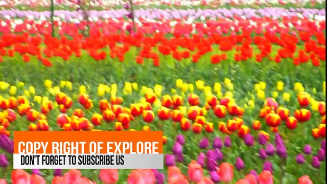 Tulip Garden , Asia largest tulip garden
