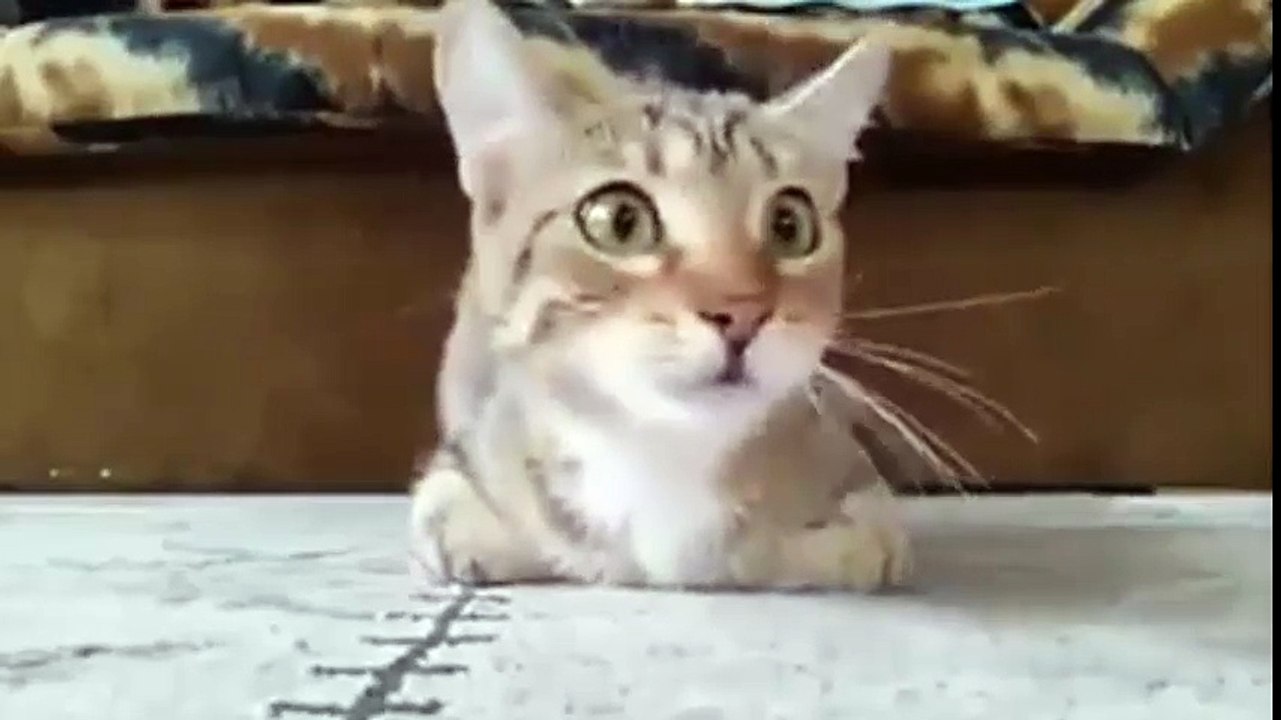 Kediye bakar mısınız?