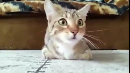 Kediye bakar mısınız?