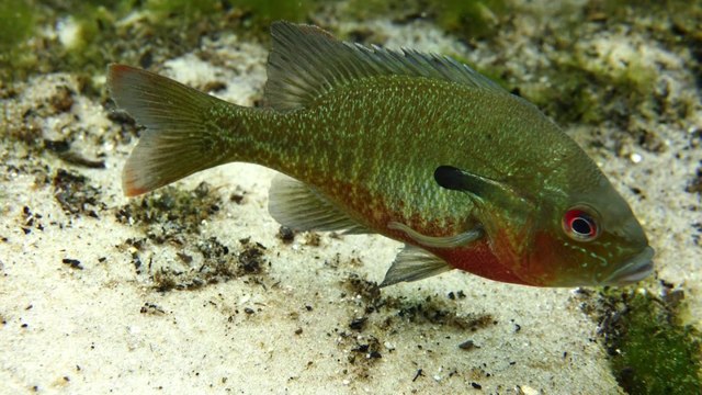 Trying Out the SeaLife DC2000 Underwater Camera