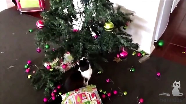 СМЕШНЫЕ КОТЫ ПРИКОЛЫ С КОТАМИ ТОПовая подборка 2017 ПРИКОЛЫ С КОШКАМИ FUNNY CATS Смешные моменты