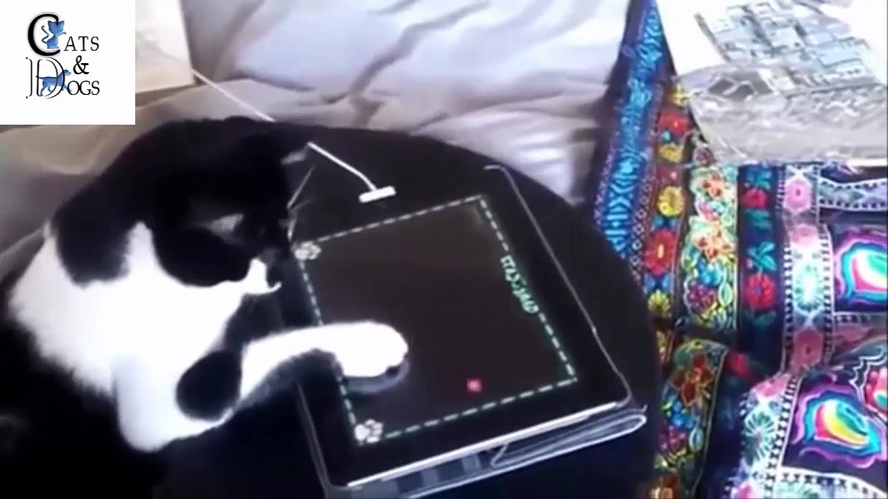 funny cat COMPILATION 25