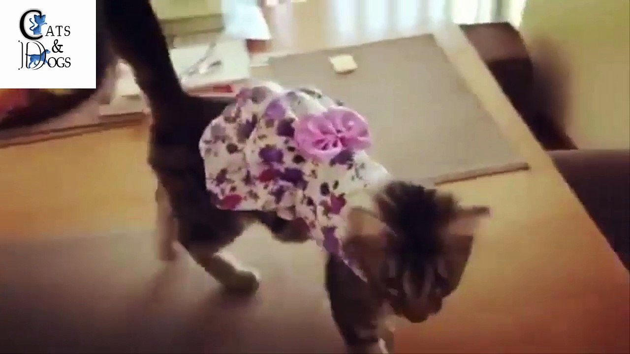 funny cat compilation 27
