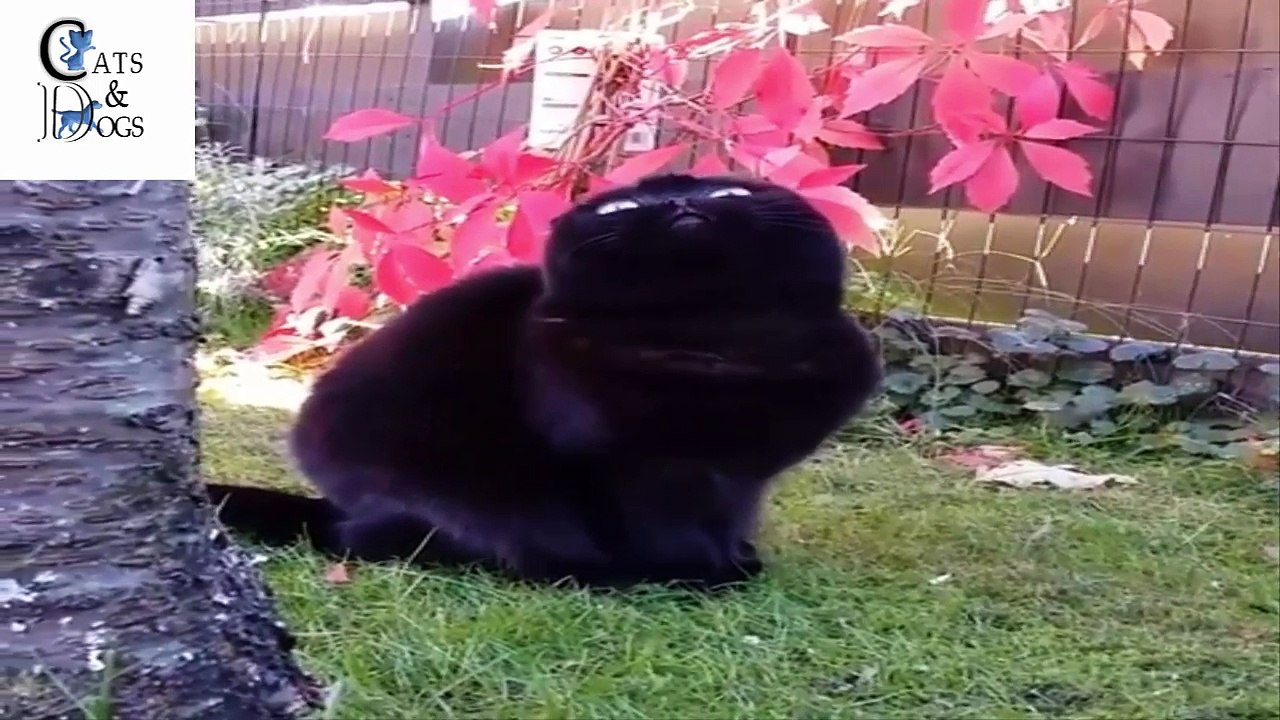funny cats compilation 32