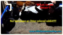Rabbit Genetics - What is an Otter Colored Rabbit?.mp4