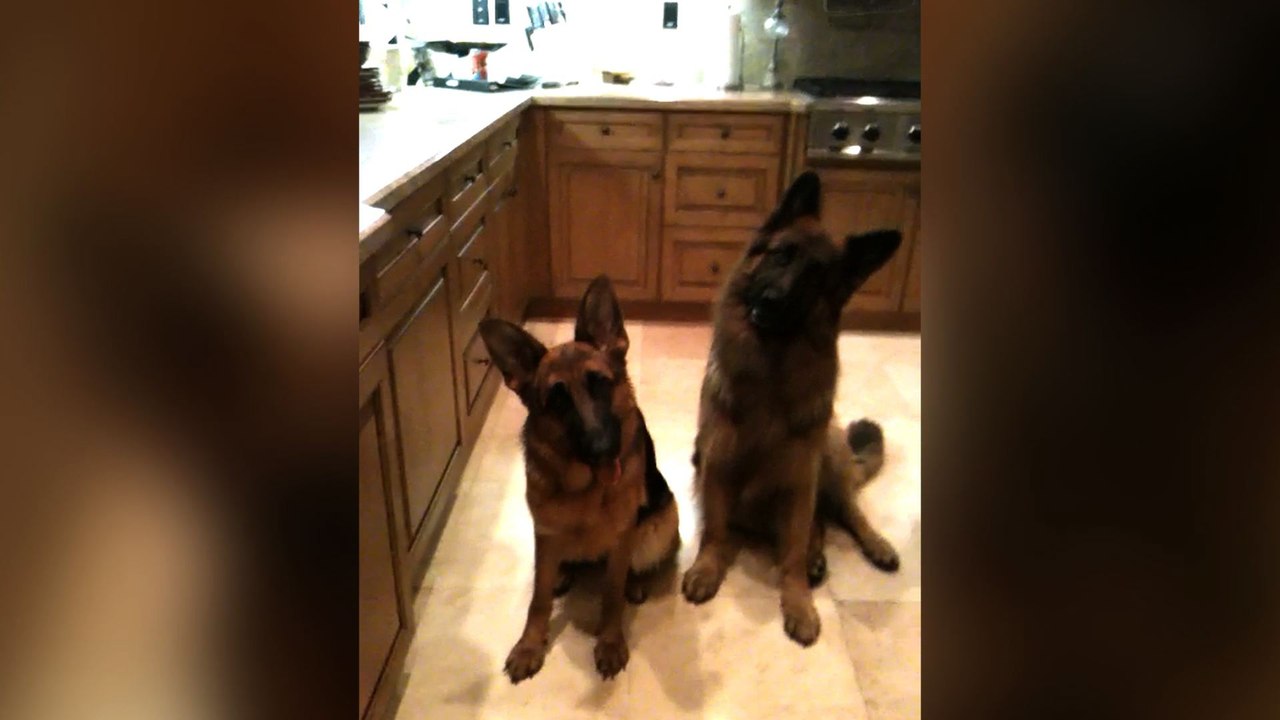 Couple of Confused German Shepherds
