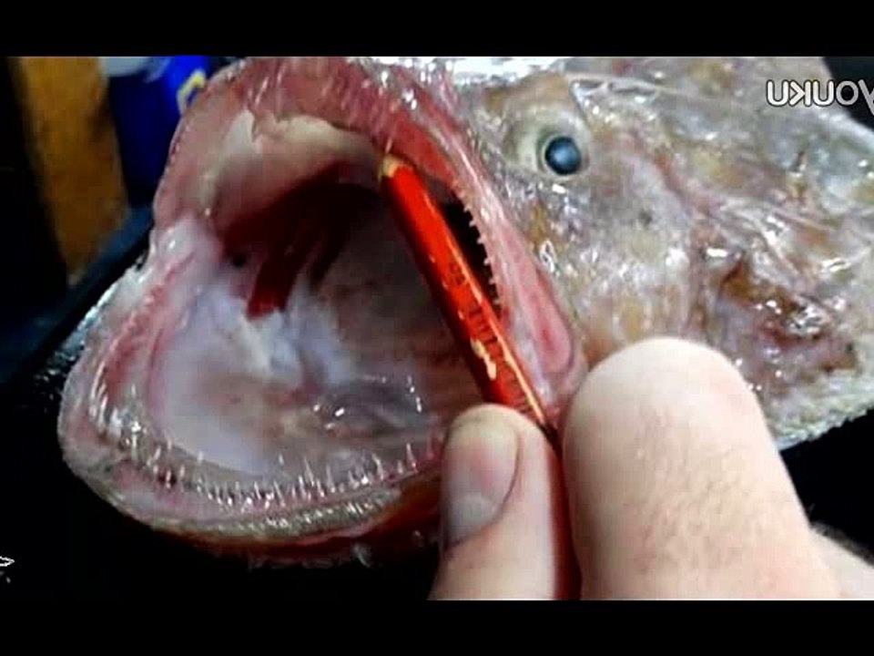 Found strange sea creatures