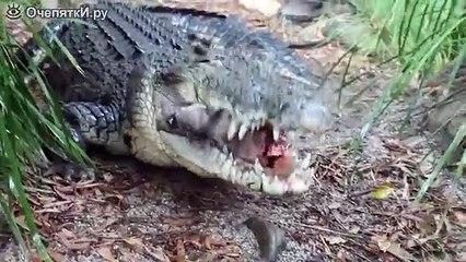 2 видео крокодил ест свинную голову