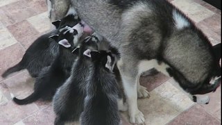 Husky Puppies - Milk Time