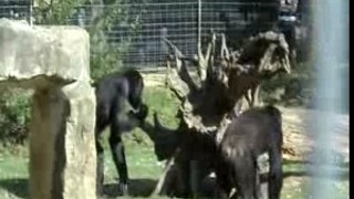 Chimpanzés