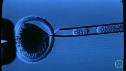 Understanding In Vitro Fertilization