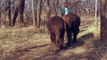 Elefantenbaby kämpft nach Angriff ums Überleben-nQhOtuufbQw