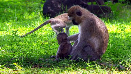 How Does a Monkey Solve a Case of the Itchies-q49QXuf-vNs