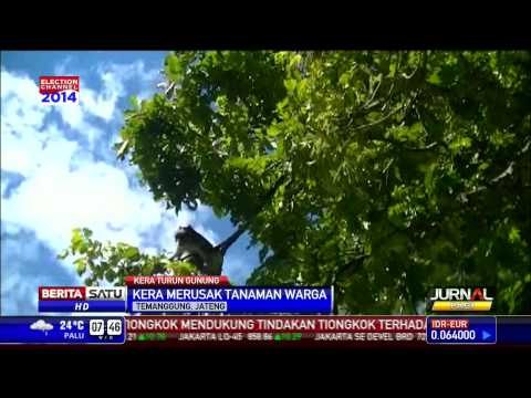 Warga Temanggung Berburu Kera Perusak Tanaman Pertanian