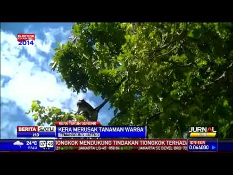 Warga Temanggung Berburu Kera Perusak Tanaman Pertanian