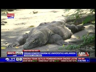 Komodo di KBS Surabaya Mati