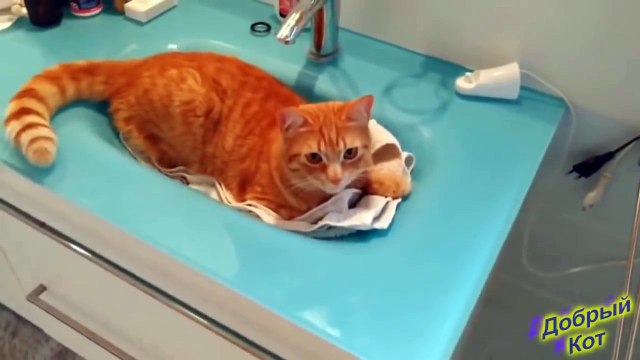 ЛУЧШИЕ ПРИКОЛЫ ДОБРЫЙ КОТ №37 октябрь 2016 подборка приколов сентябрь