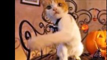 飯田祐巳がおススメ！ネットで話題　面白い猫の動画集_cSL00 nFr 8_youtube.com