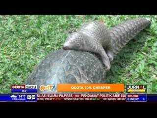 Bayi Armadillo Tanah Lahir di Bali Zoo