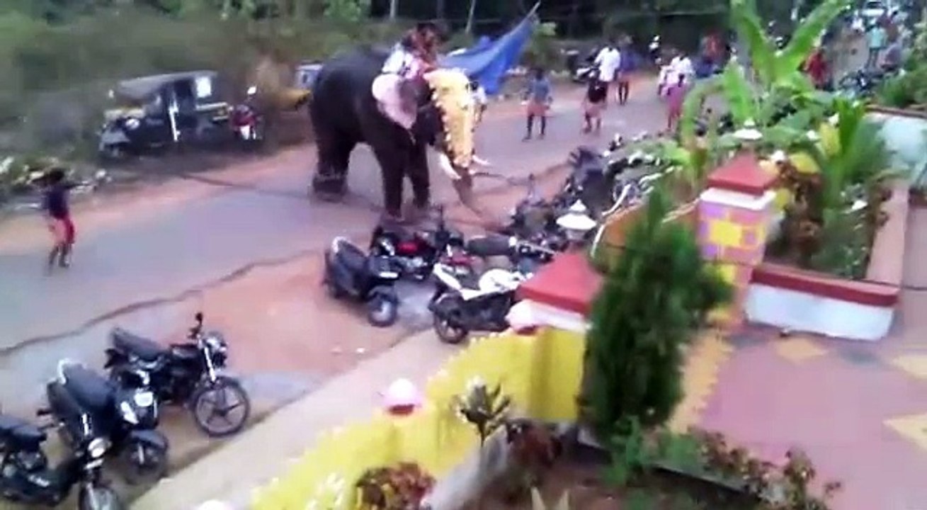 Latest animal attack elephant attack