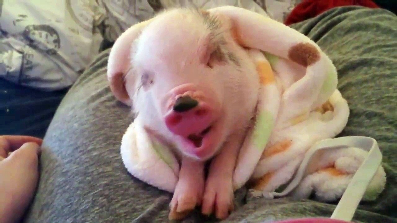 Little Pig Is Ready For Bed