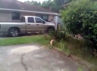 Ninja Cat Catches Bully Bird