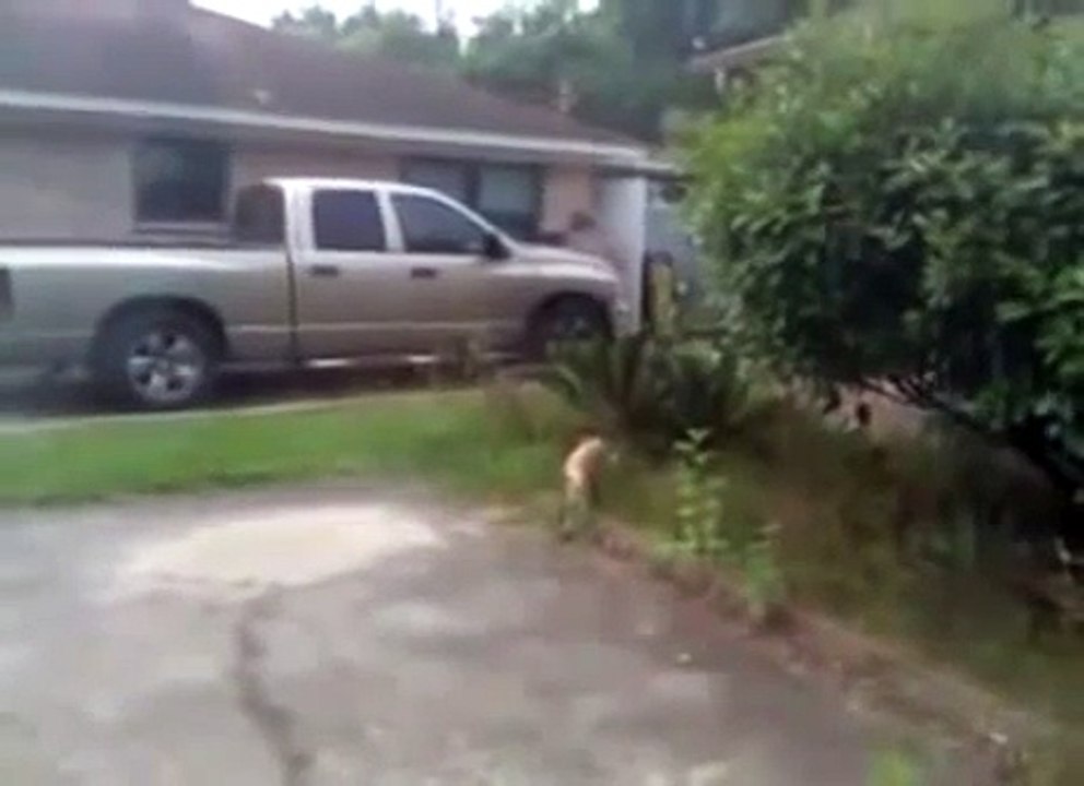 Ninja Cat Catches Bully Bird