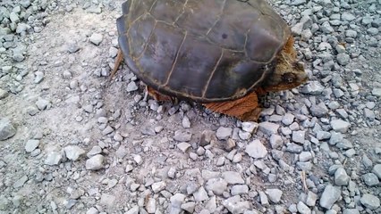 Snapping Turtle Attacks