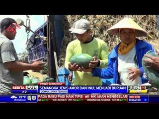 Petani Semangka di Pantura Demak Panen Rejeki