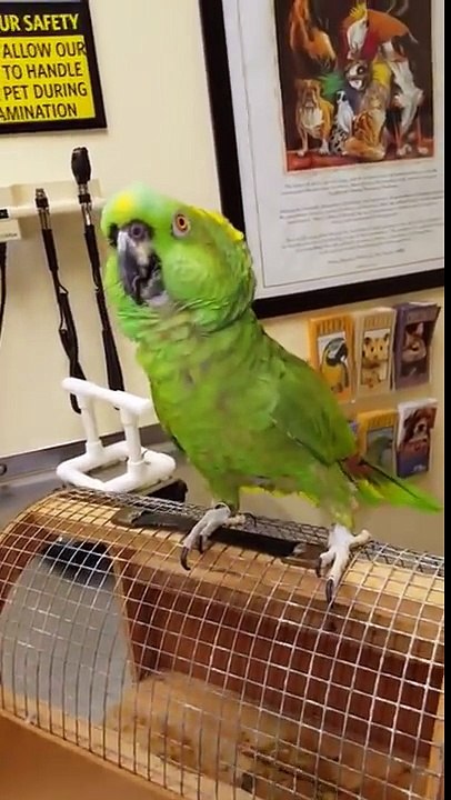 This Bird Is Possessed By The Devil. It's The Only Explanation.