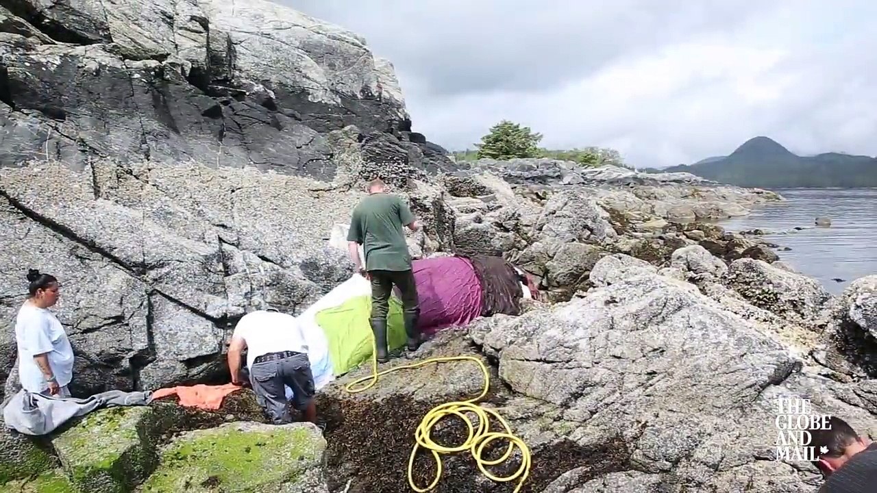 WHALE RESCUE- Saving a stranded Orca in
