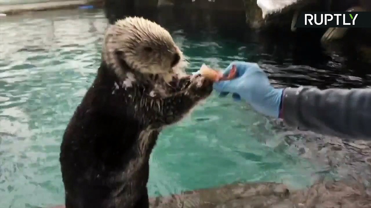 Les animaux du zoo de Portland s’éclatent dans la neige