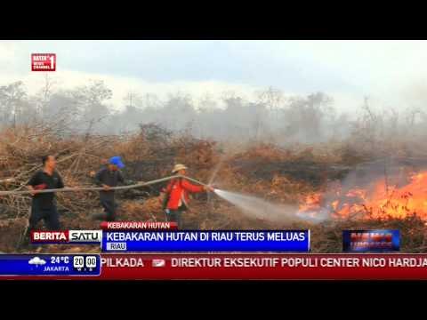 Kebakaran Hutan di Riau Terus Meluas
